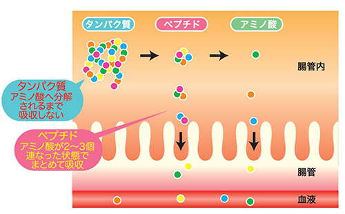ペプチドが吸収される仕組み