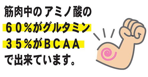 理由その1 筋肉成分 グルタミン と BCAA を効率よく摂取!!