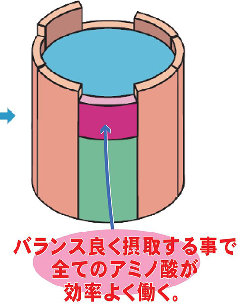 理由その1 筋肉成分 グルタミン と BCAA を効率よく摂取!!