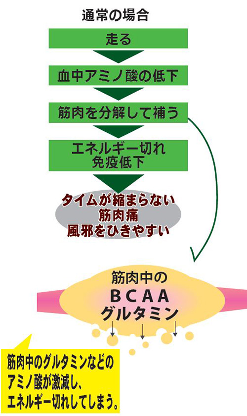 長時間走ると筋肉中のアミノ酸に変化が起きます。