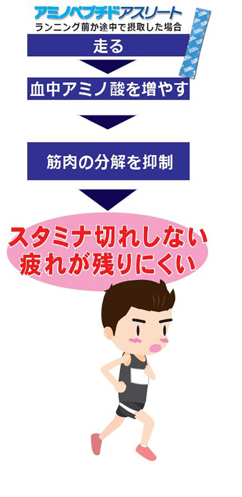 長時間走ると筋肉中のアミノ酸に変化が起きます。